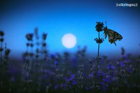 Promenade découverte les papillons de nuit : un monde infini