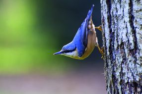 Balade au son des chants des oiseaux du Parc naturel départemental de Roquevignon