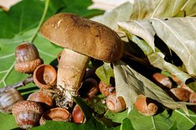 Balade automnale à la découverte des champignons dans Parc naturel départemental de la Valmasque