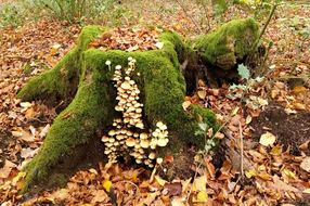 "Balade automnale à la découverte des champignons, des mousses et des lichens de la forêt" au Parc naturel départemental de la Valmasque