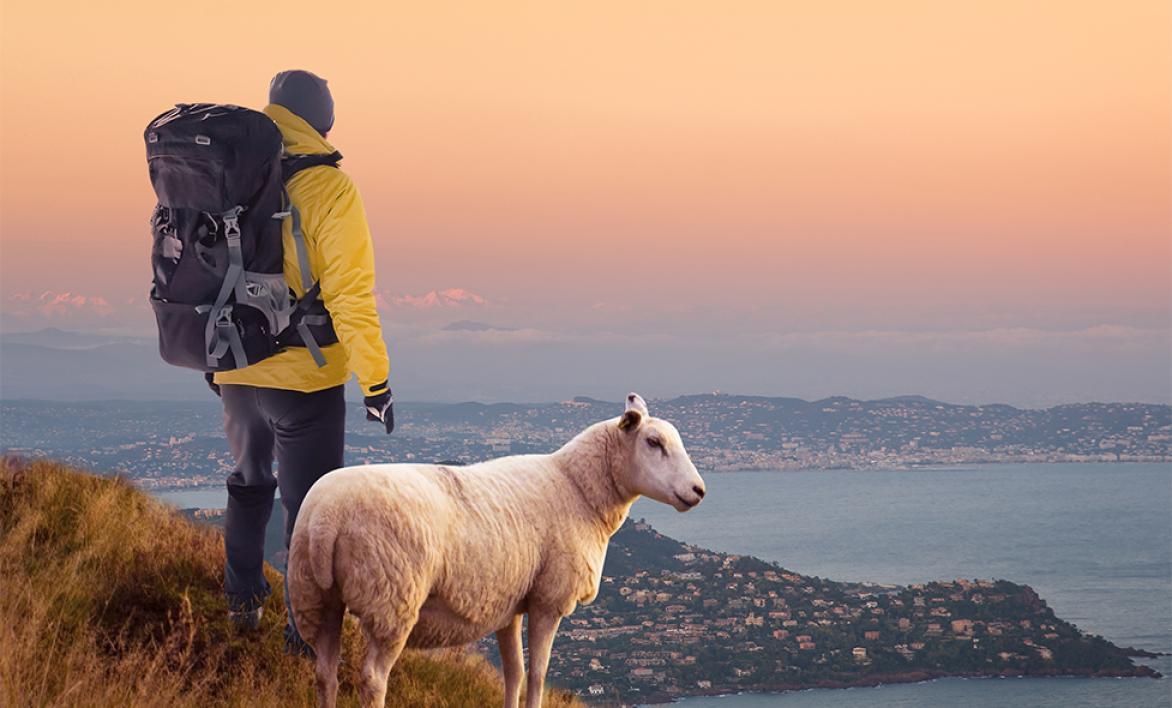 Vétérinaire ruraux