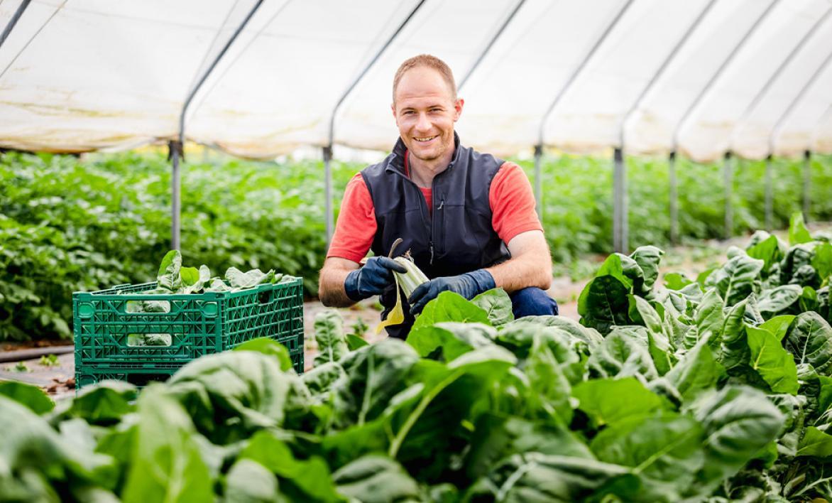 Un agriculteur dans une serre.
