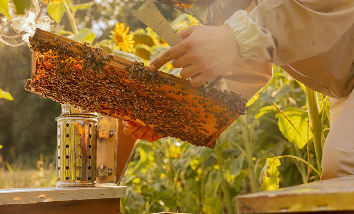 Apiculture avec des abeilles