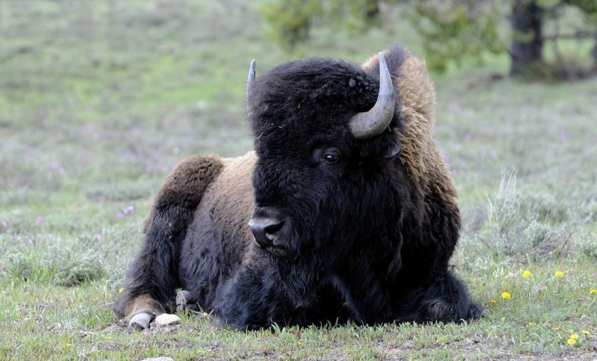 Bizon