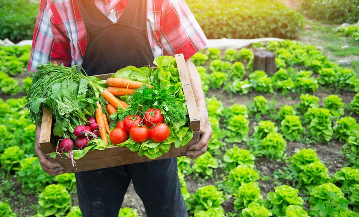 Agriculteur tenant une cagette de légumes.