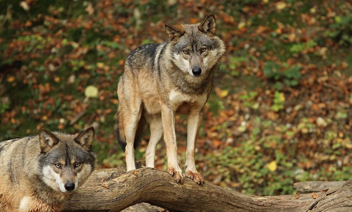 Loups Parc Alpha