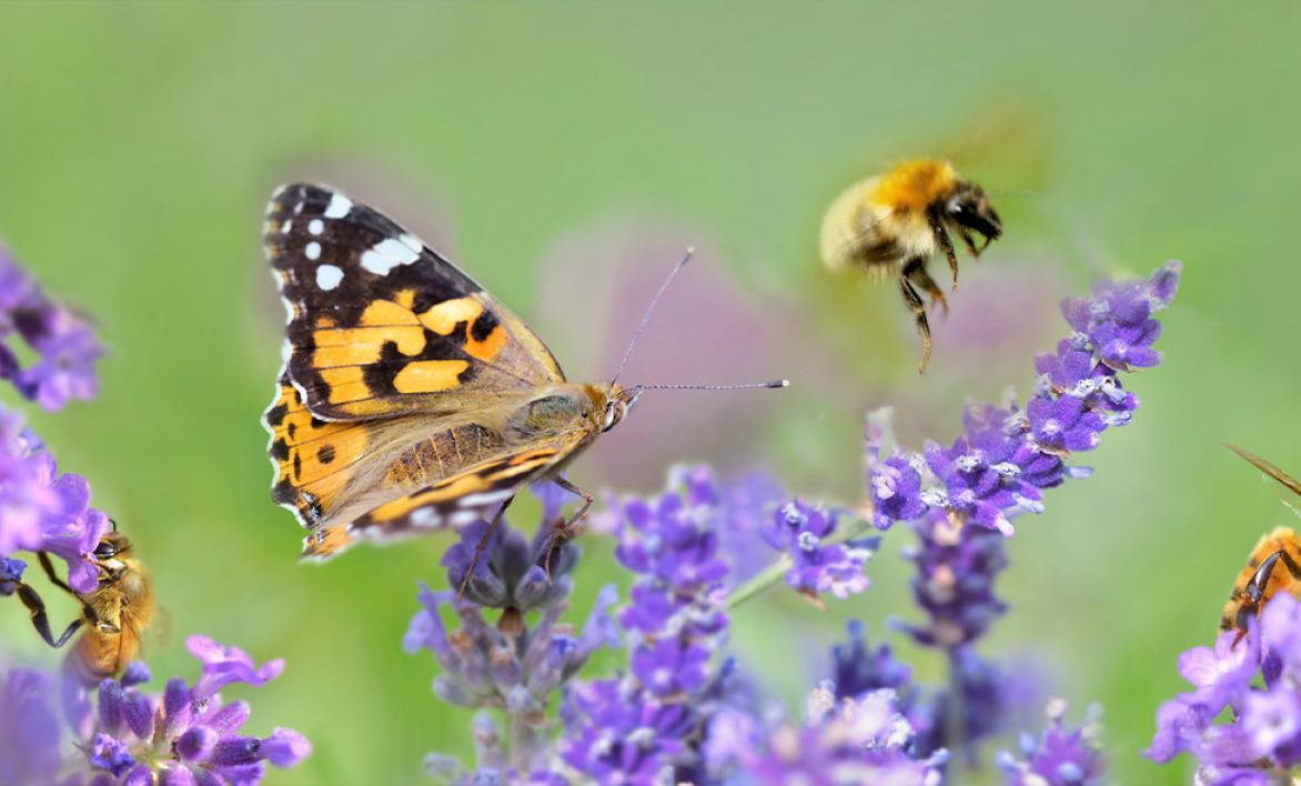 Un papillon et des abeilles butinant des fleurs violettes.