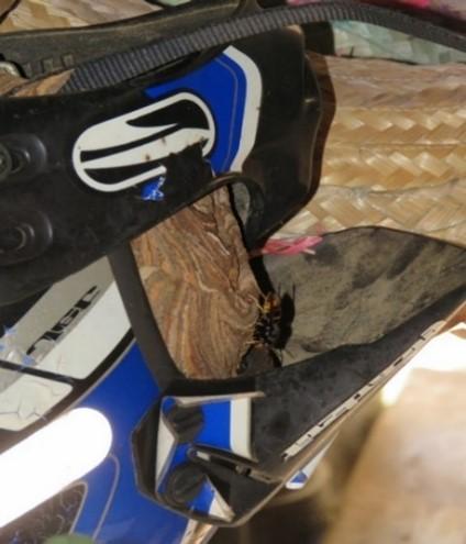 Nid frelon asiatique casque - Agrandir l'image, fenêtre modale