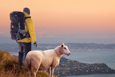 Vétérinaire ruraux