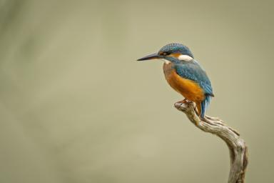 Animation Lycée agricole – jeu pédagogique ORNI TOUR