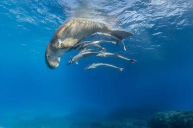 Expo - Fragile Océan