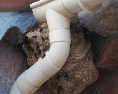 Nid frelon asiatique arrivée eau - Agrandir l'image, fenêtre modale