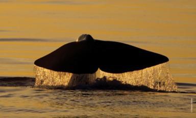 Les Cachalots du Sanctuaire Pelagos : les étudier, les protéger - Agrandir l'image, fenêtre modale