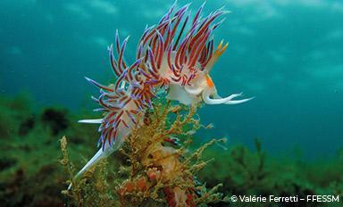 Concours photo - Agrandir l'image, fenêtre modale