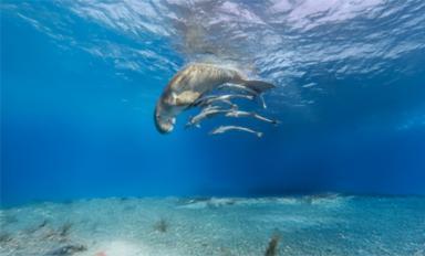 Exposition Fragile Océan - Agrandir l'image, fenêtre modale