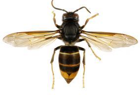 Frelon asiatique - Agrandir l'image, fenêtre modale