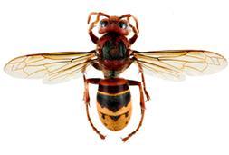 Frelon européen - Agrandir l'image, fenêtre modale