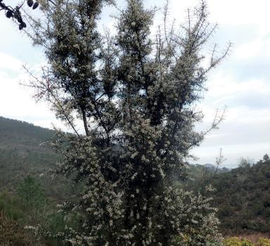 Hakéa Soyeux - L'identifier - Agrandir l'image, fenêtre modale