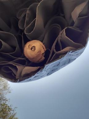 Nid frelon asiatique parasol - Agrandir l'image, fenêtre modale