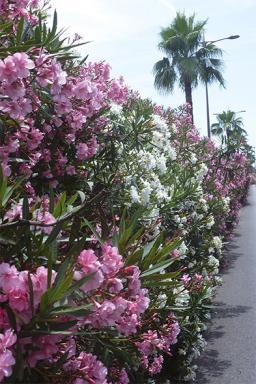 Xylella - Reagir - Agrandir l'image, fenêtre modale