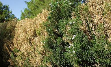 Xylella - Reconnaitre - Agrandir l'image, fenêtre modale