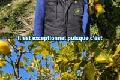 Émilie BASIN - Agrumicultrice - Emilie et les citrons de Pépé - Menton - Lire la vidéo 7 sur 16, fenêtre modale