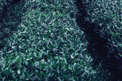 Agrandir l'image 4 sur 5, fenêtre modale