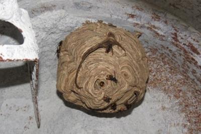 Nid frelon asiatique Puget-Théniers bétonnière - Agrandir l'image 2 sur 2, fenêtre modale