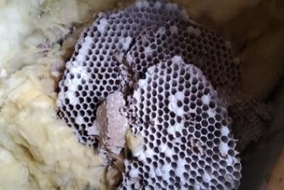 Nid frelon asiatique Cagnes-sur-Mer - Agrandir l'image 2 sur 2, fenêtre modale