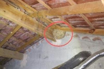 Nid frelon asiatique Cagnes-sur-Mer - Agrandir l'image 1 sur 2, fenêtre modale