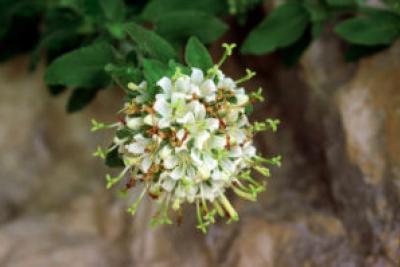 Campanula Albicans Préalpes d'Azur - Enlarge image 1 of 2, modal window