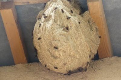 Nid Frelon asiatique Clans - Agrandir l'image 2 sur 3, fenêtre modale