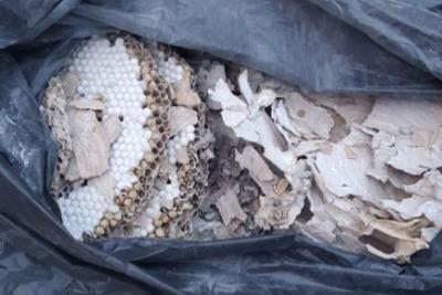 Nid Frelon asiatique Clans - Agrandir l'image 3 sur 3, fenêtre modale