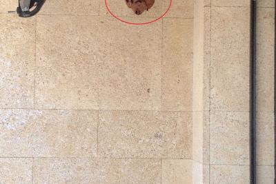 Nid frelon asiatique - Agrandir l'image 2 sur 3, fenêtre modale