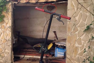 Nid frelon asiatique - Agrandir l'image 3 sur 3, fenêtre modale