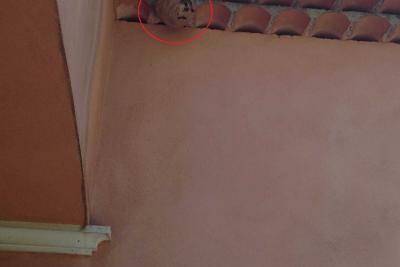 Nid frelon asiatique - Agrandir l'image 1 sur 12, fenêtre modale