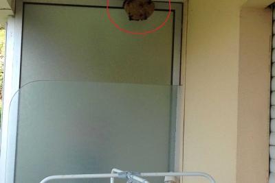 Nid frelon asiatique - Agrandir l'image 2 sur 12, fenêtre modale