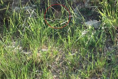 Nid frelon asiatique - Agrandir l'image 6 sur 12, fenêtre modale