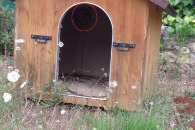 Nid frelon asiatique - Agrandir l'image 11 sur 12, fenêtre modale