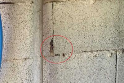 Nid frelon asiatique - Agrandir l'image 5 sur 12, fenêtre modale