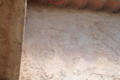 Début nid frelon asiatique - Agrandir l'image 5 sur 8, fenêtre modale