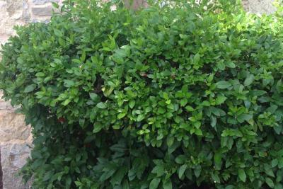 Nid frelon asiatique - Agrandir l'image 7 sur 12, fenêtre modale