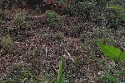 Nid frelon asiatique - Agrandir l'image 8 sur 12, fenêtre modale