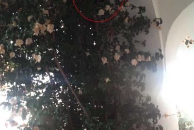 Nid frelon asiatique - Agrandir l'image 9 sur 12, fenêtre modale