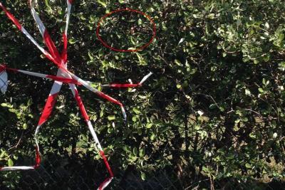 Nid frelon asiatique - Agrandir l'image 12 sur 12, fenêtre modale