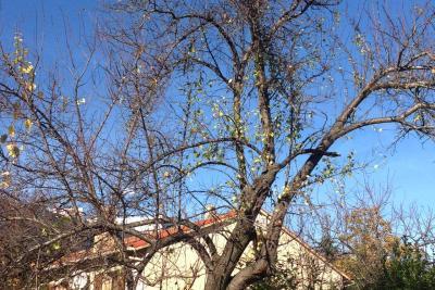 Nid frelon asiatique - Agrandir l'image 3 sur 4, fenêtre modale