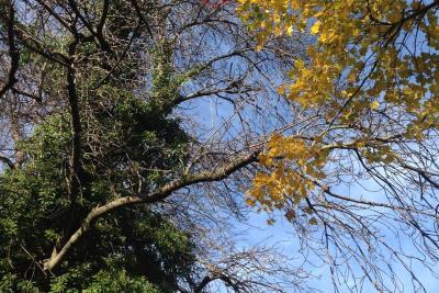 Nid frelon asiatique - Agrandir l'image 4 sur 4, fenêtre modale