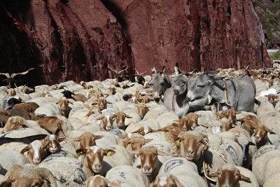 Gorges de Daluis animaux - Enlarge image 7 of 8, modal window