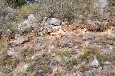 Nid frelon asiatique - Agrandir l'image 2 sur 4, fenêtre modale