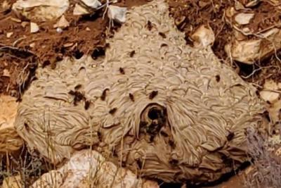 Nid frelon asiatique - Agrandir l'image 1 sur 4, fenêtre modale